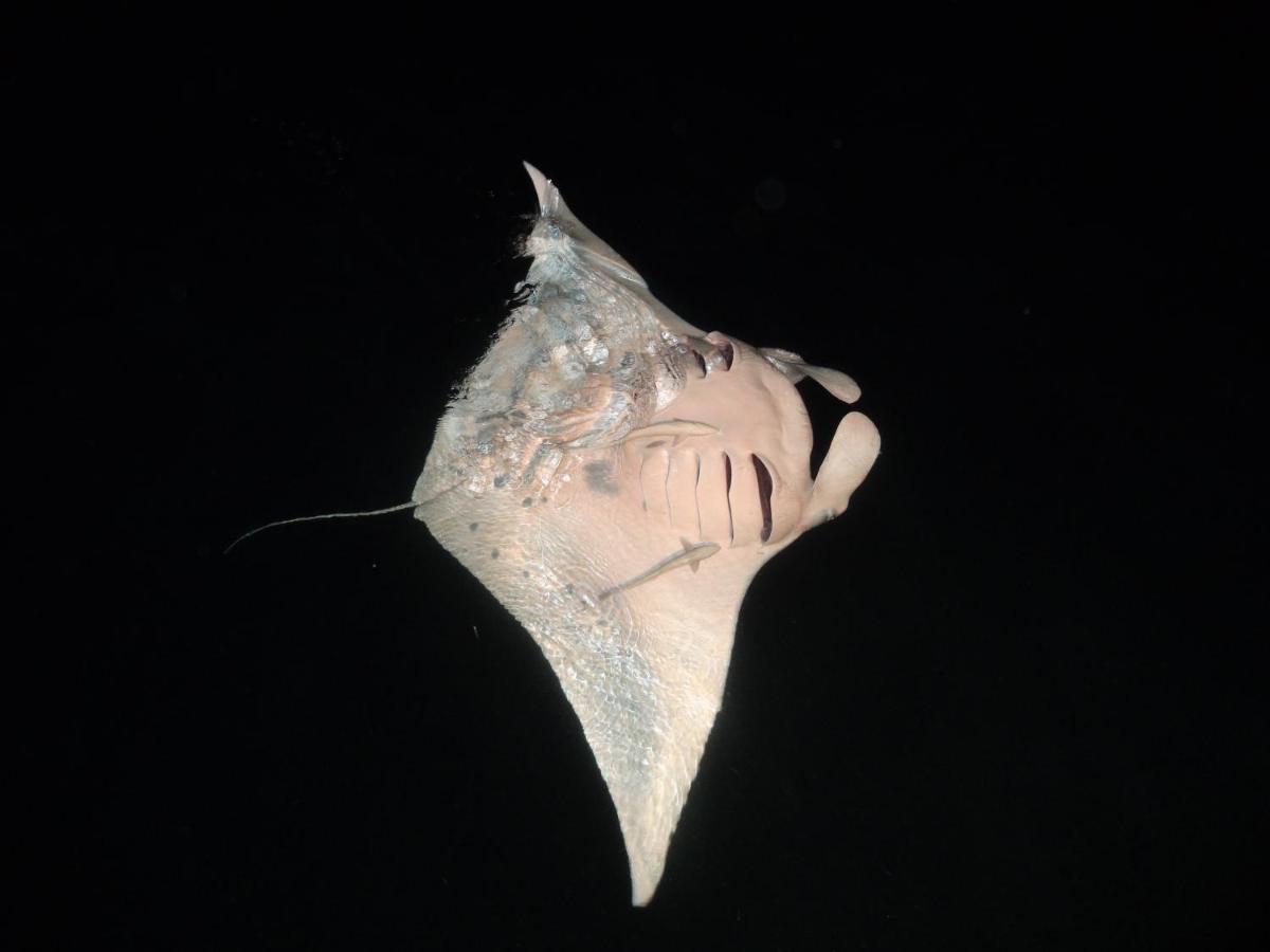 Leaf Fish Guesthouse Maldives Keyodhoo  Екстериор снимка